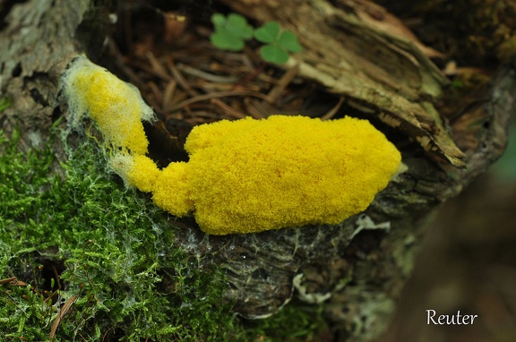 Gelbe Lohblüte (Fuligo septica)